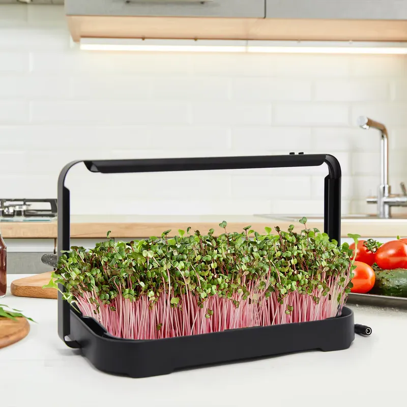 Smart Garden Indoor - Hydroponic Tray Indoor Microgreen Microgreen Seeds